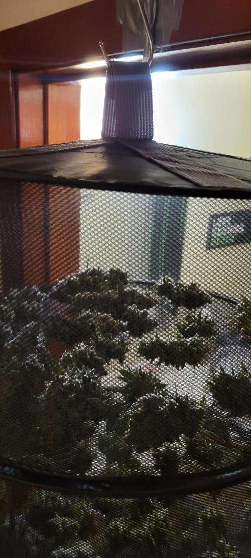 Permanent Marker. Week 15