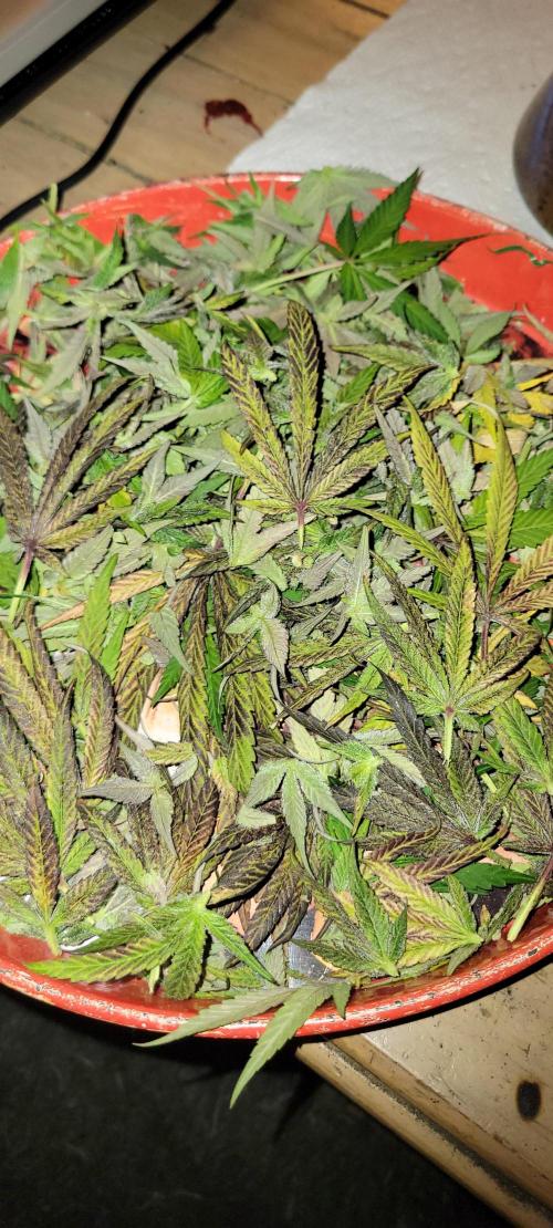 Permanent Marker. Week 15