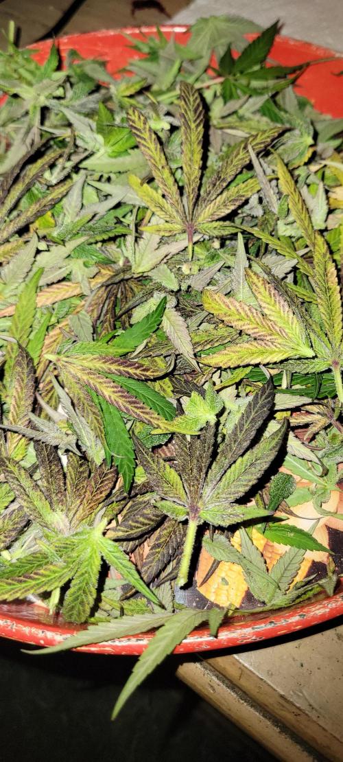 Permanent Marker. Week 15