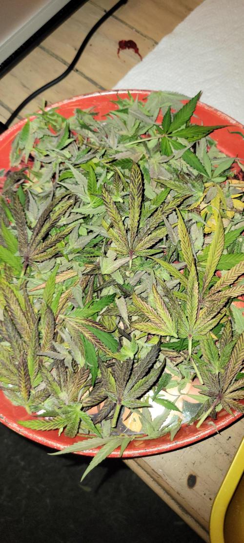 Permanent Marker. Week 15