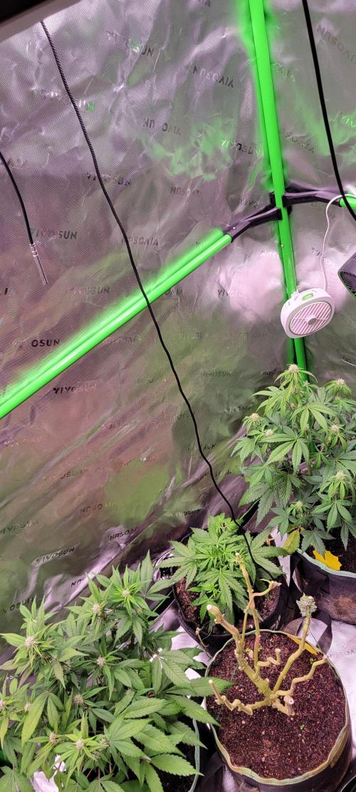 Strawberry Gorilla 🍓🌹. Week 5