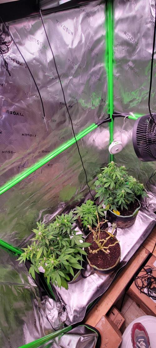 Strawberry Gorilla 🍓🌹. Week 5