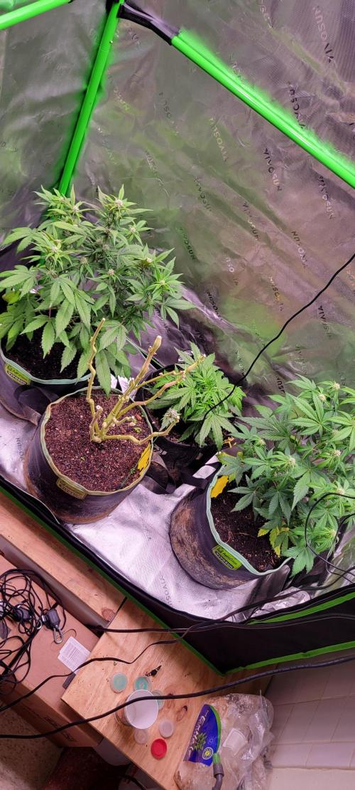 Strawberry Gorilla 🍓🌹. Week 5