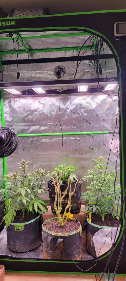 Strawberry Gorilla 🍓🌹. Week 5