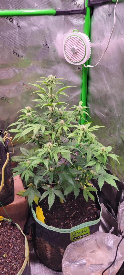 Strawberry Gorilla 🍓🌹. Week 5