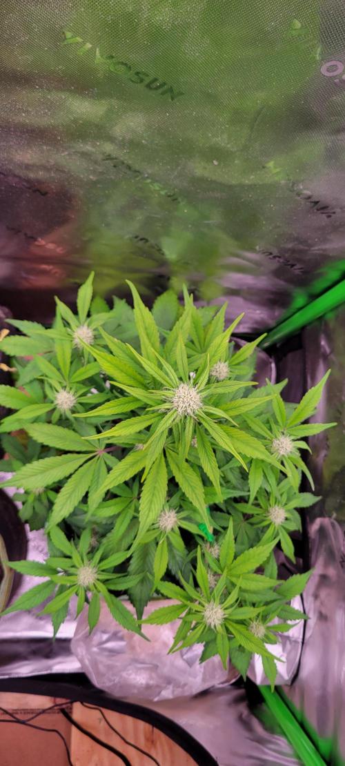 Strawberry Gorilla 🍓🌹. Week 5