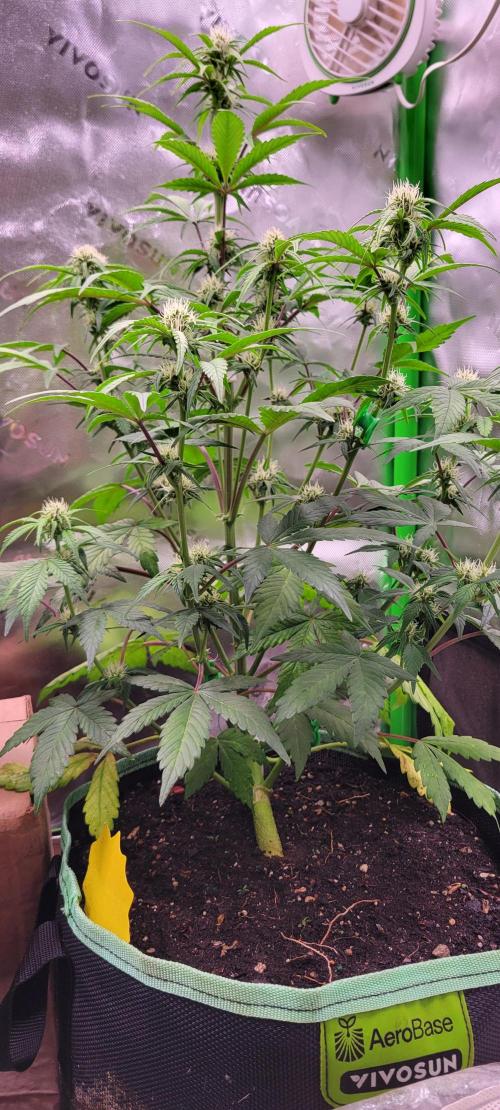 Strawberry Gorilla 🍓🌹. Week 5