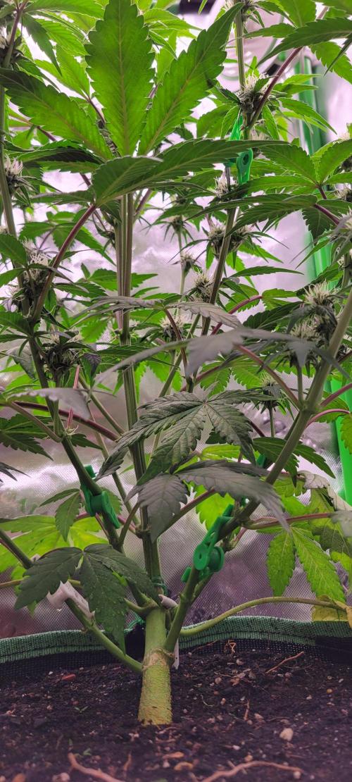 Strawberry Gorilla 🍓🌹. Week 5