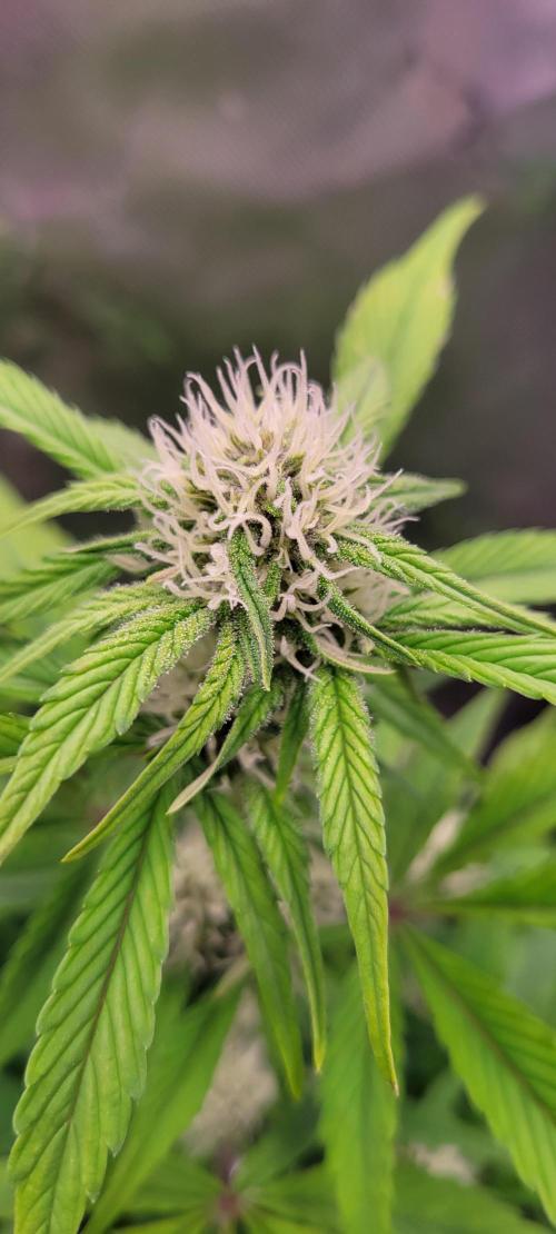 Strawberry Gorilla 🍓🌹. Week 5