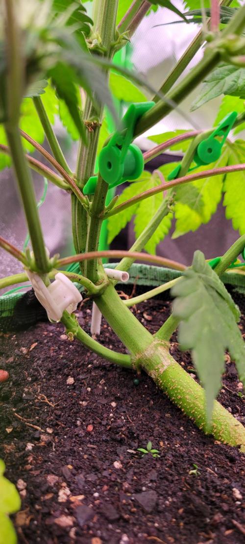 Strawberry Gorilla 🍓🌹. Week 5