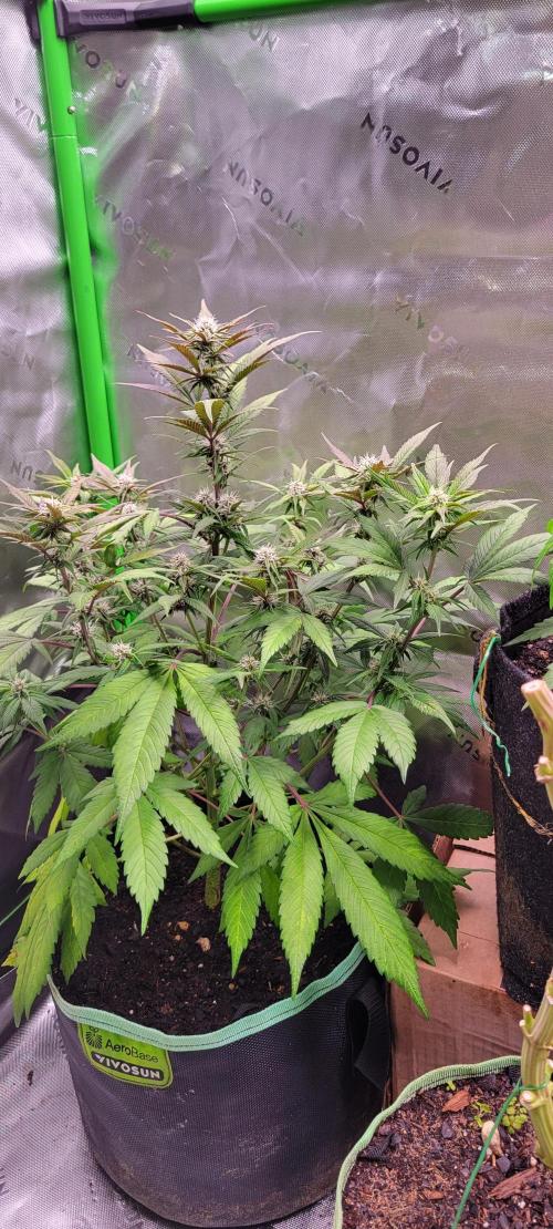 Lemon Cherry Cookies. Week 5