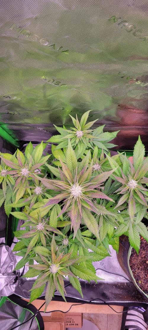 Lemon Cherry Cookies. Week 5