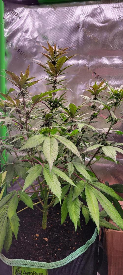 Lemon Cherry Cookies. Week 5