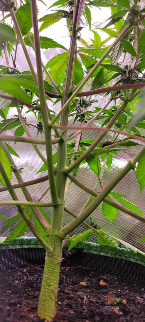 Lemon Cherry Cookies. Week 5