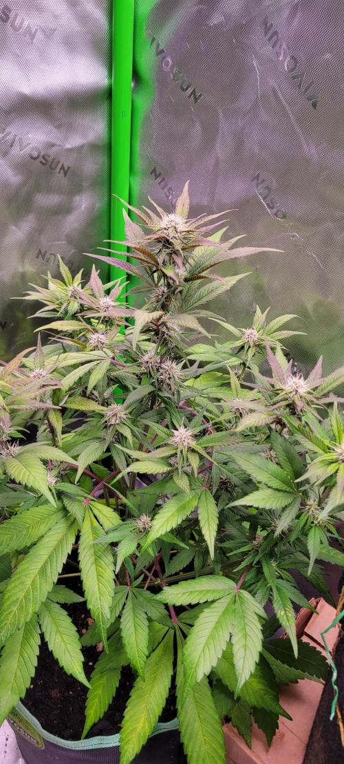 Lemon Cherry Cookies. Week 5