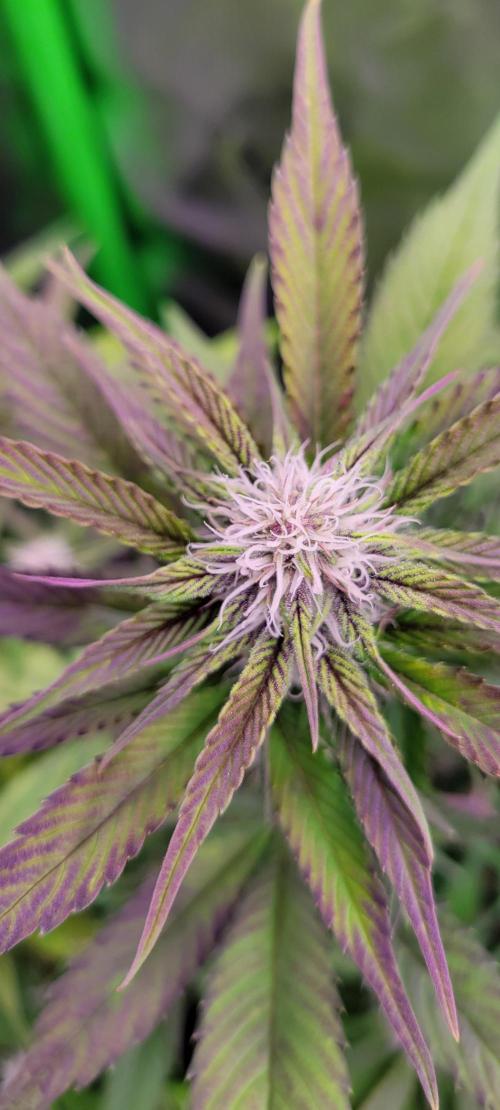 Lemon Cherry Cookies. Week 5