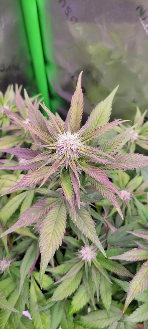 Lemon Cherry Cookies. Week 5