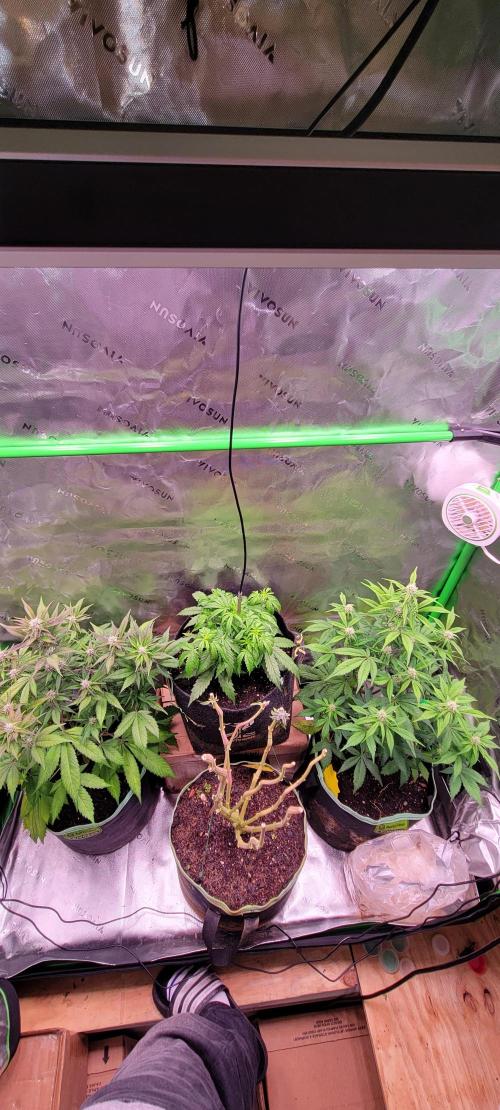 Lemon Cherry Cookies. Week 5