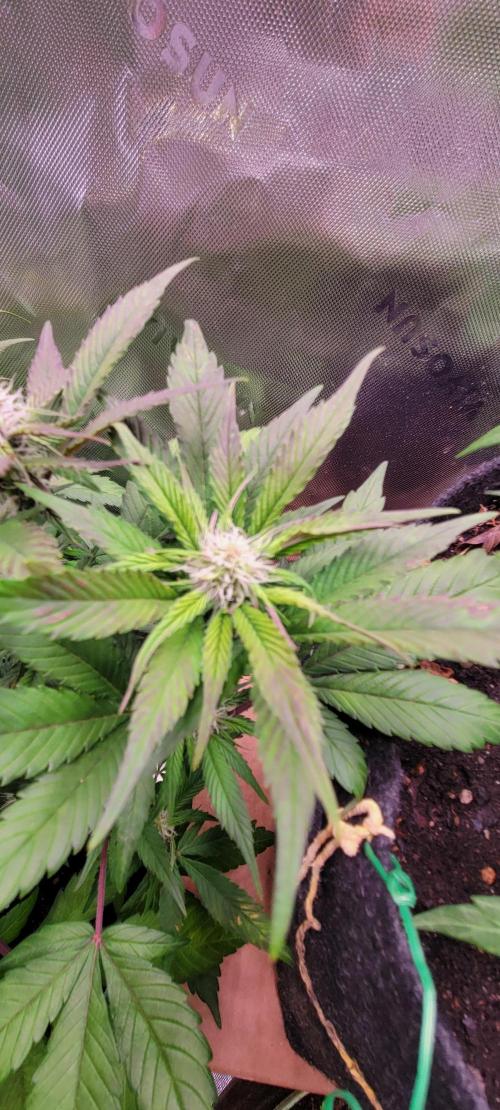 Lemon Cherry Cookies. Week 5