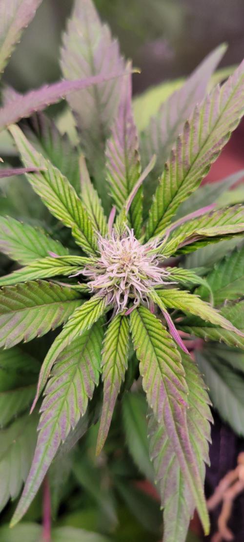 Lemon Cherry Cookies. Week 5