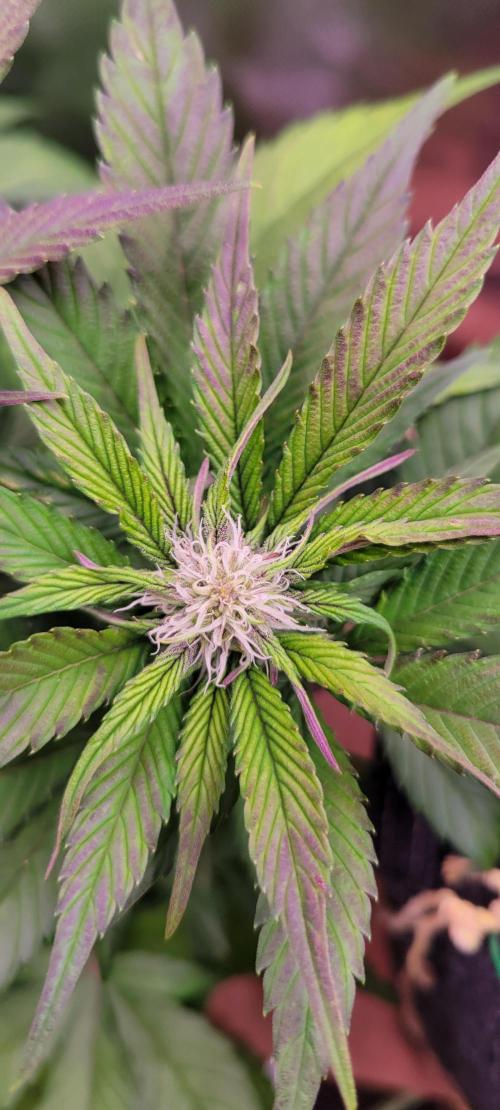 Lemon Cherry Cookies. Week 5