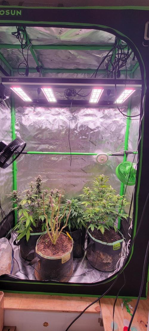 Strawberry Gorilla 🍓🌹. Week 6