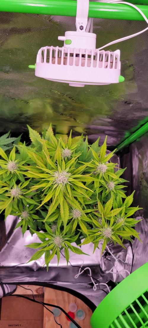 Strawberry Gorilla 🍓🌹. Week 6