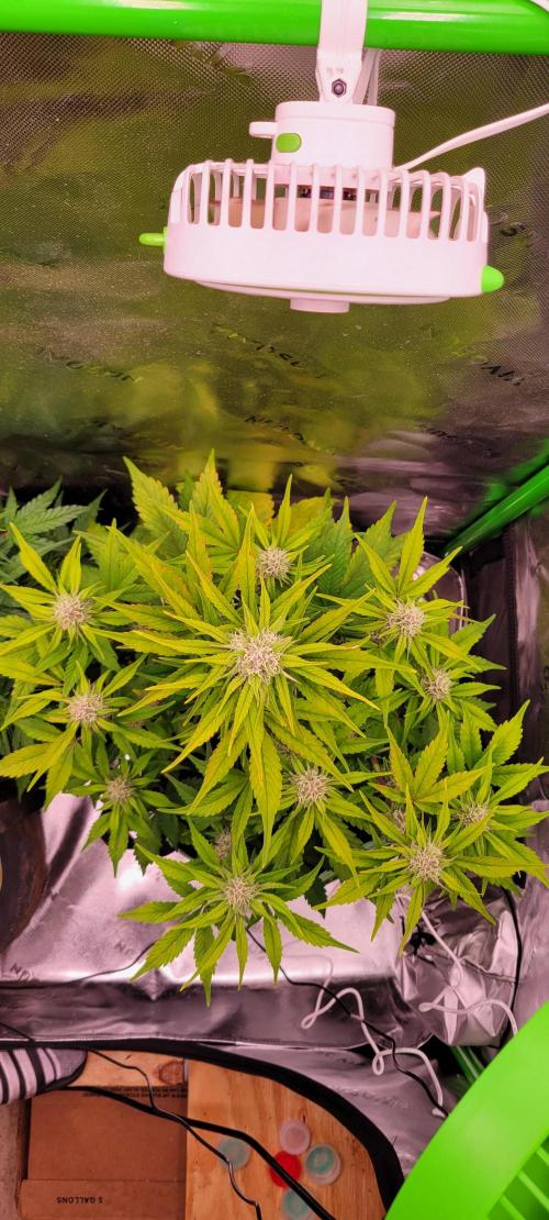 Strawberry Gorilla 🍓🌹. Week 6