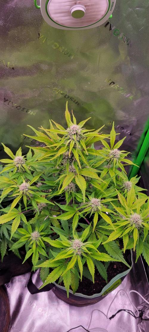 Strawberry Gorilla 🍓🌹. Week 6