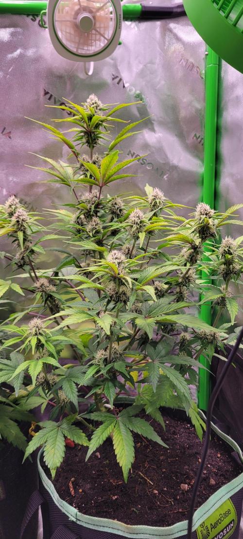 Strawberry Gorilla 🍓🌹. Week 6