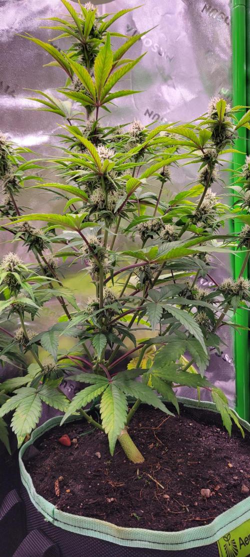 Strawberry Gorilla 🍓🌹. Week 6