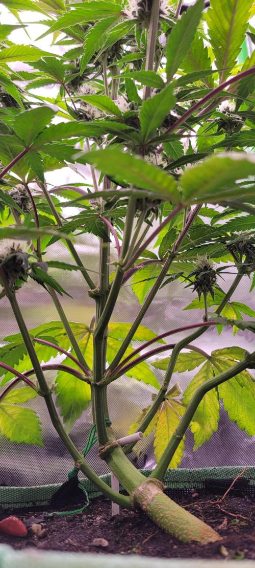 Strawberry Gorilla 🍓🌹. Week 6