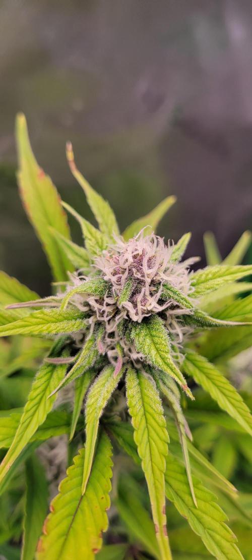 Strawberry Gorilla 🍓🌹. Week 6