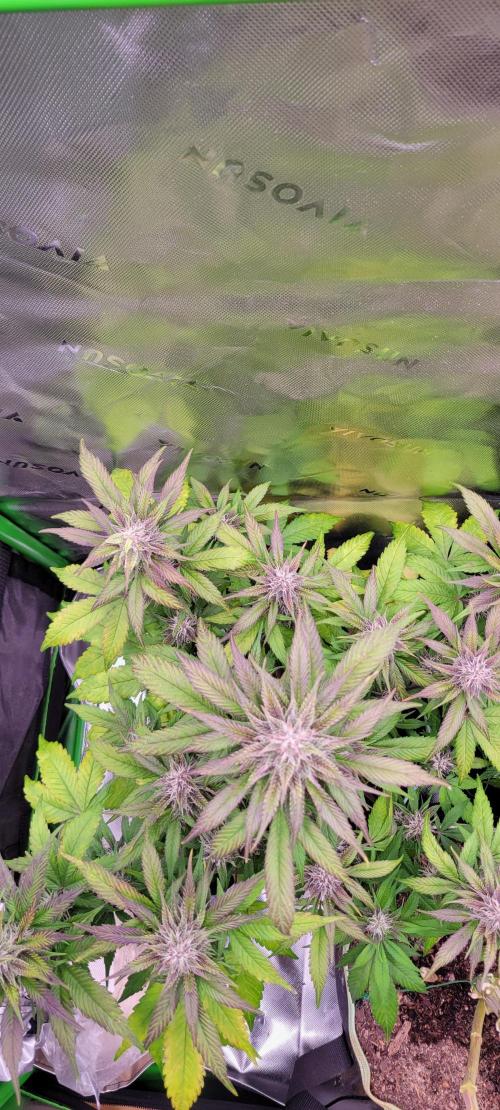 Lemon Cherry Cookies. Week 6