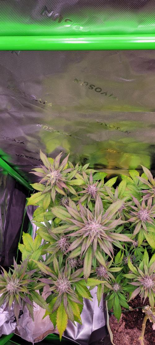 Lemon Cherry Cookies. Week 6