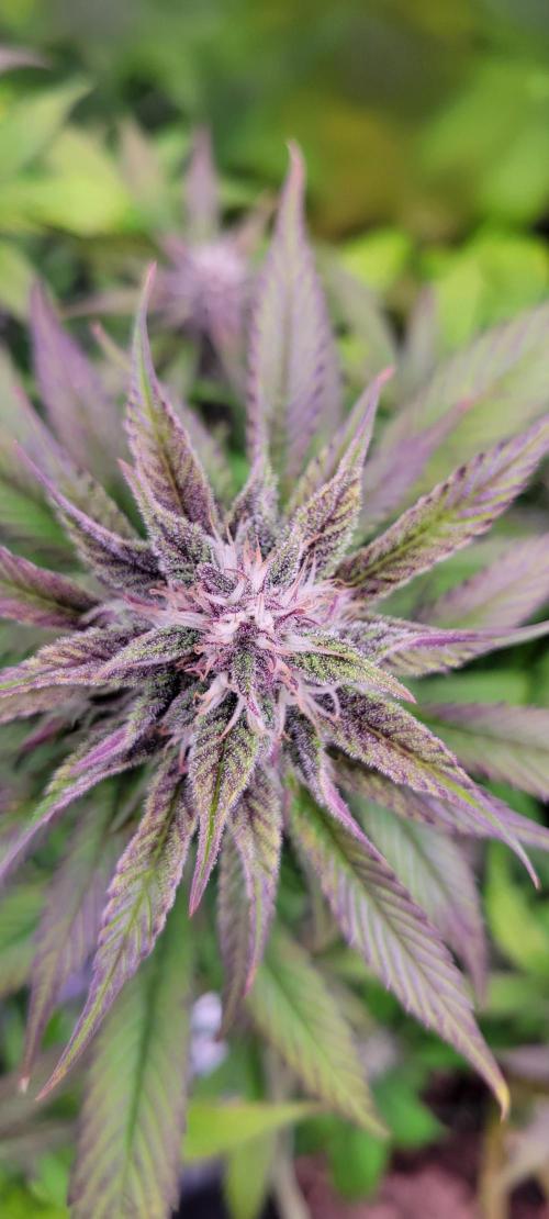 Lemon Cherry Cookies. Week 6