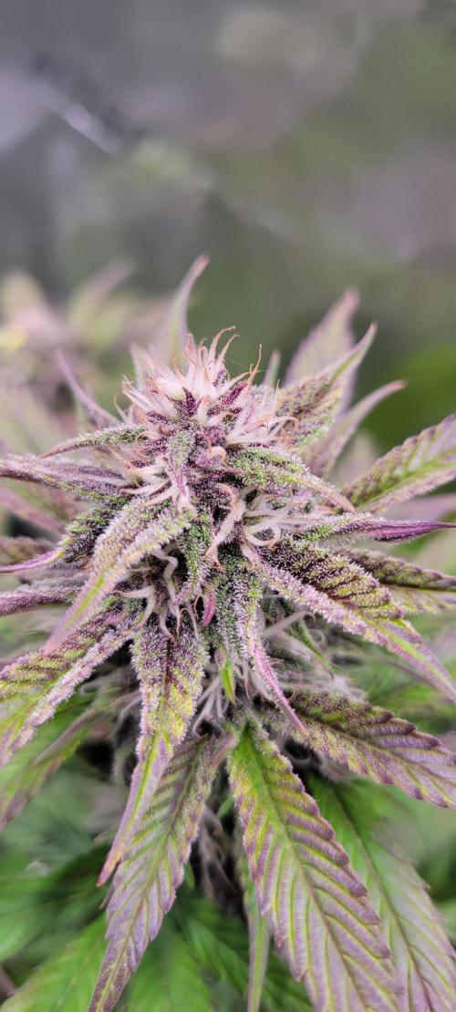 Lemon Cherry Cookies. Week 6