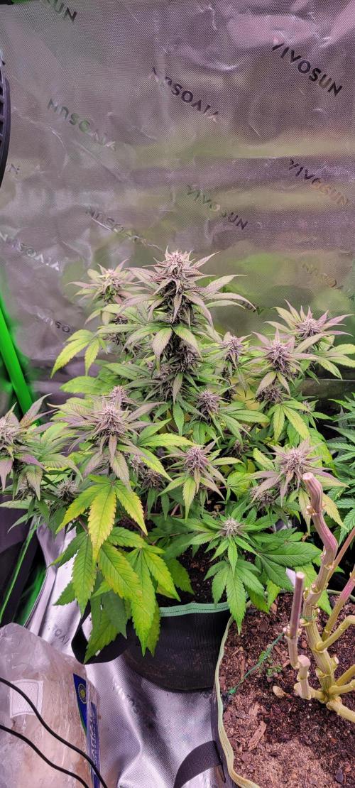 Lemon Cherry Cookies. Week 6