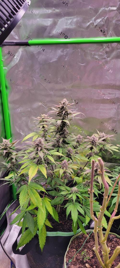 Lemon Cherry Cookies. Week 6