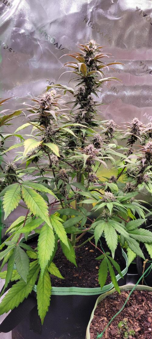 Lemon Cherry Cookies. Week 6