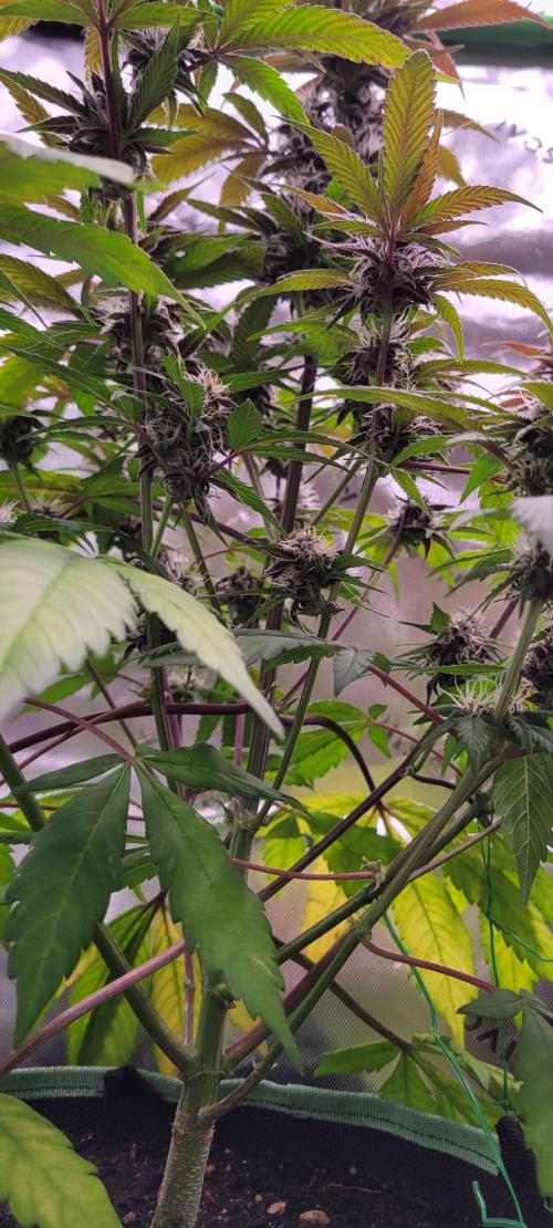 Lemon Cherry Cookies. Week 6