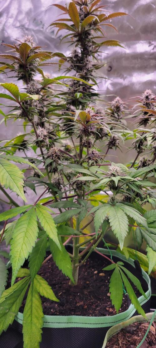 Lemon Cherry Cookies. Week 6