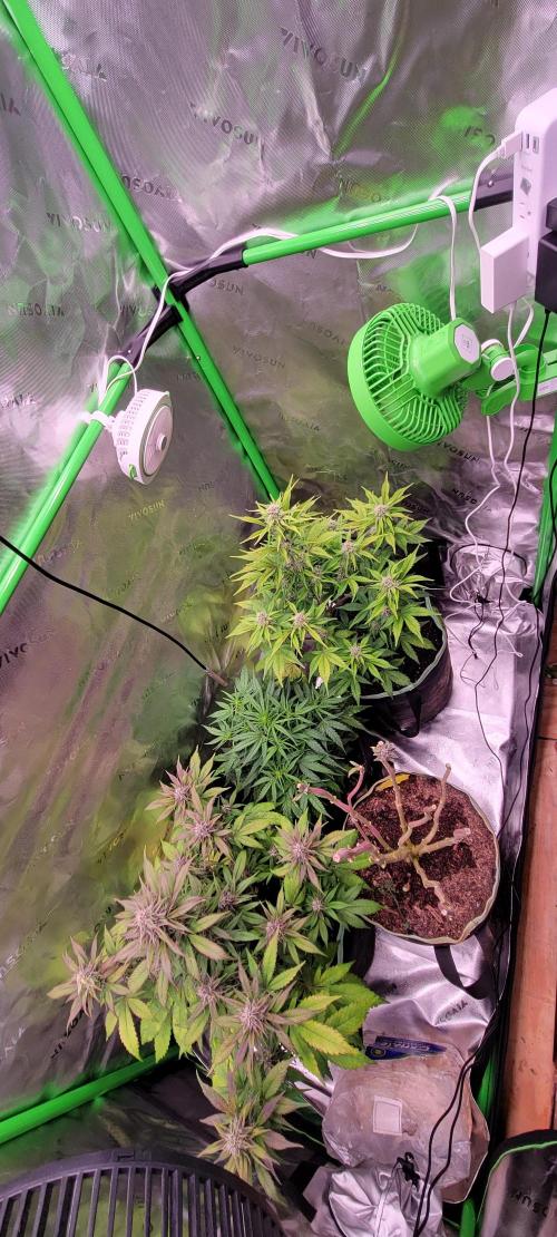 Dosidos F1. Week 5