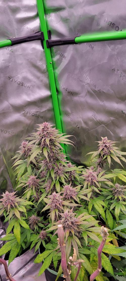 Lemon Cherry Cookies. Week 7