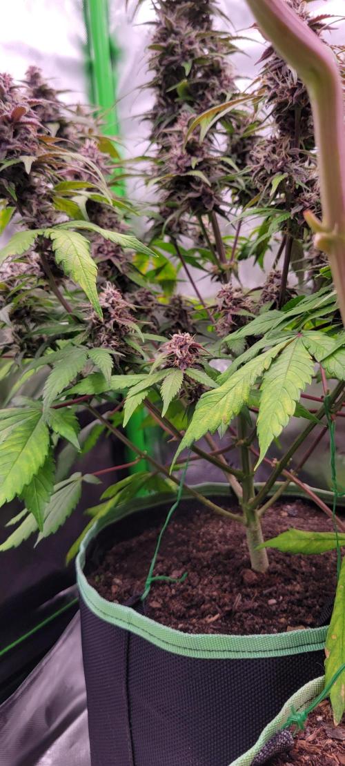 Lemon Cherry Cookies. Week 7