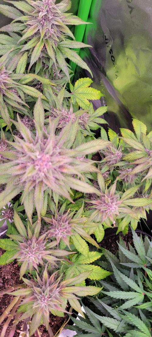 Lemon Cherry Cookies. Week 7