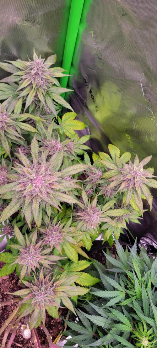 Lemon Cherry Cookies. Week 7