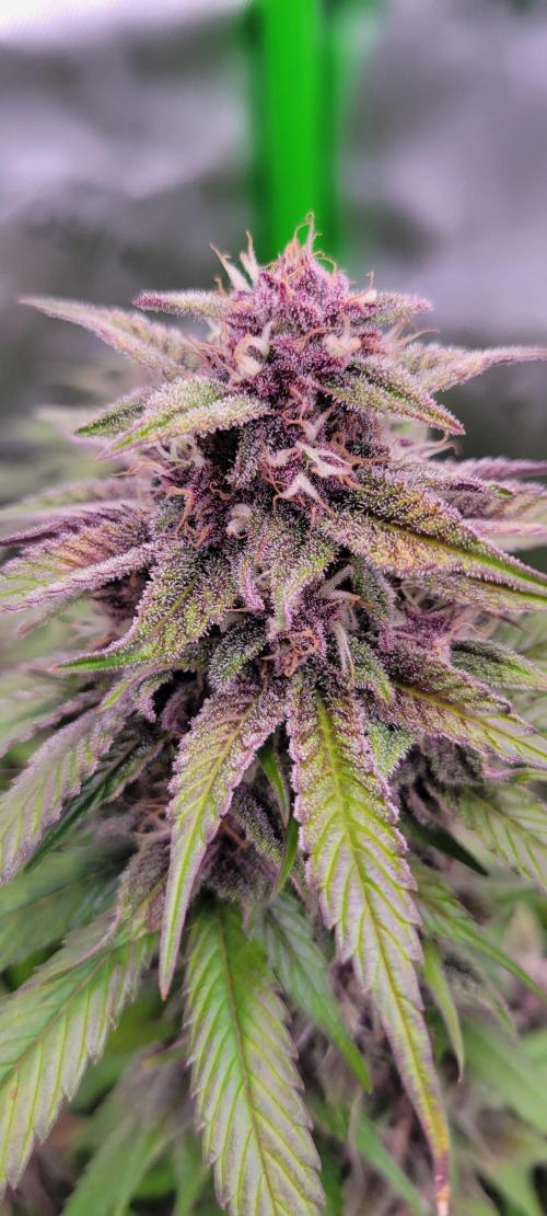 Lemon Cherry Cookies. Week 7