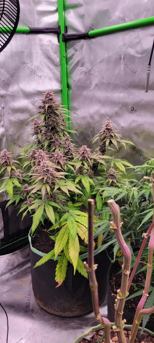 Lemon Cherry Cookies. Week 7