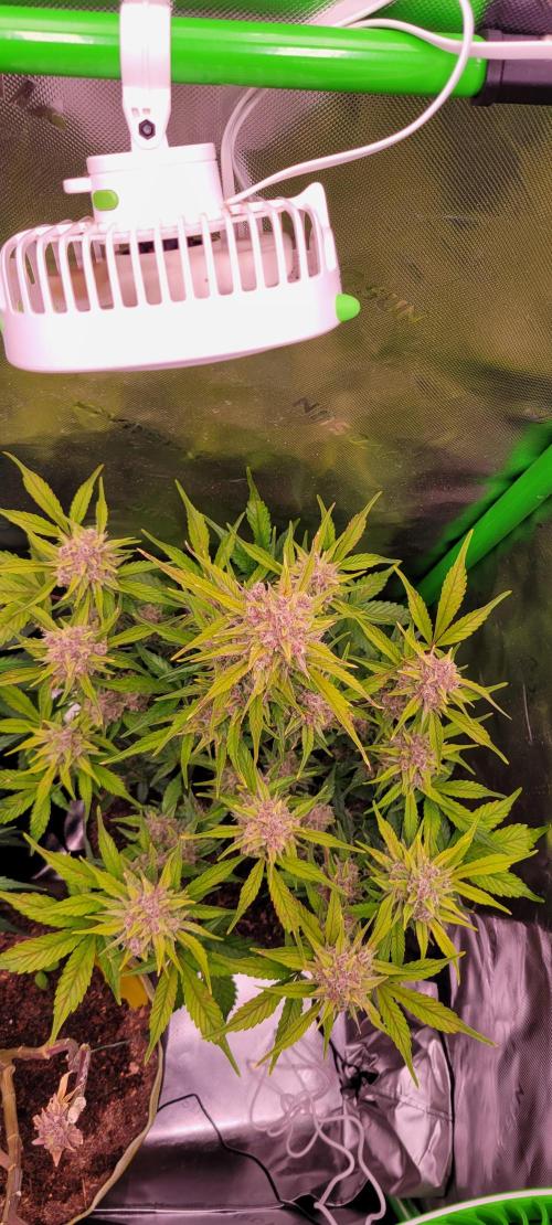 Strawberry Gorilla 🍓🌹. Week 8